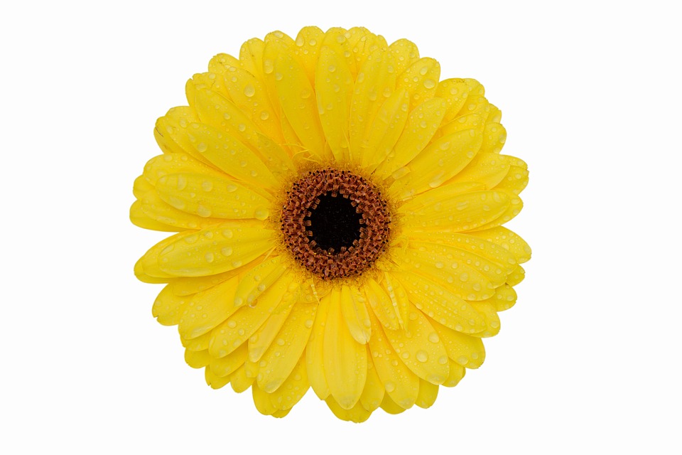 gerbera flower 3185996 960 720