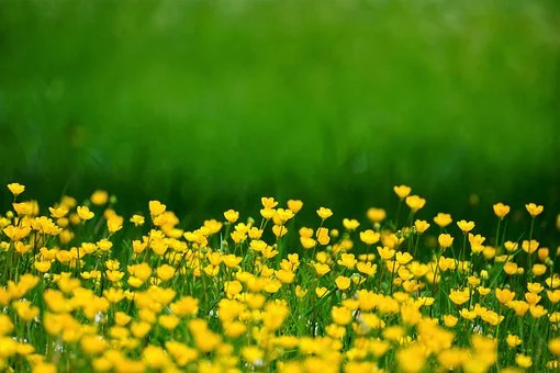 ranunculaceae 6225833 340