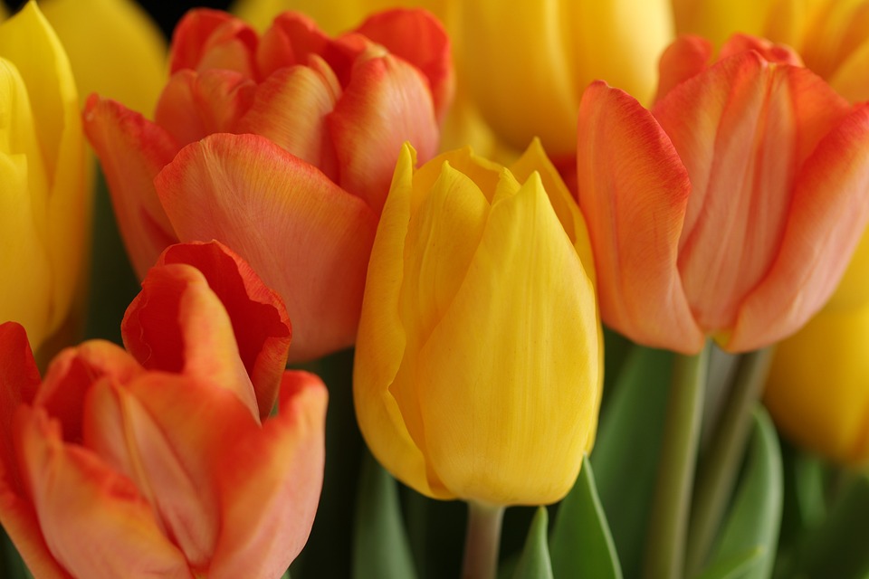 tulips 6211603 960 720